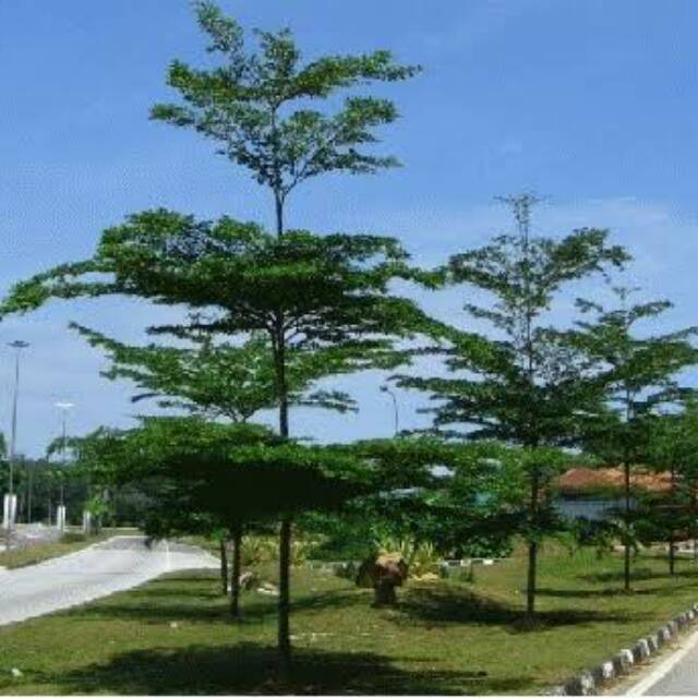 Pohon-ketapang-kencana-sebagai-penghijauan-kota