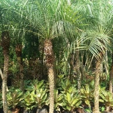 Tips memilih lokasi terbaik untuk pohon palem