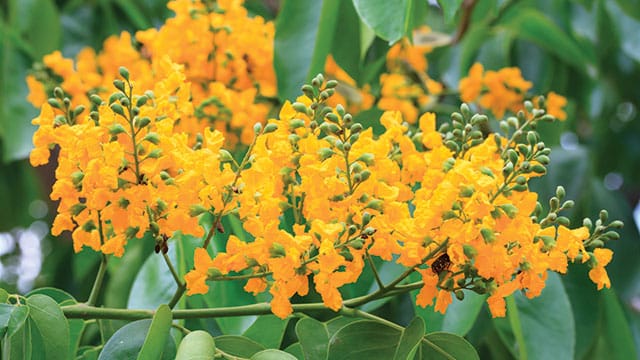 jual pohon angsana 1 1