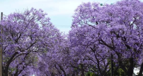 Pohon Jacaranda Tinggi 1 Meter 2 Pohon Jacaranda Tinggi 1 Meter