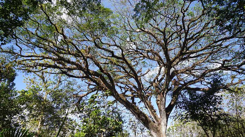 Jual Pohon Peneduh Jalan dan Taman 2025 1 Jual Pohon Peneduh
