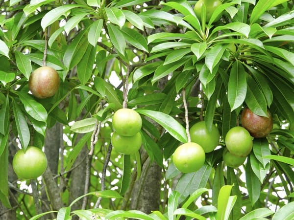 jual pohon bintaro 1