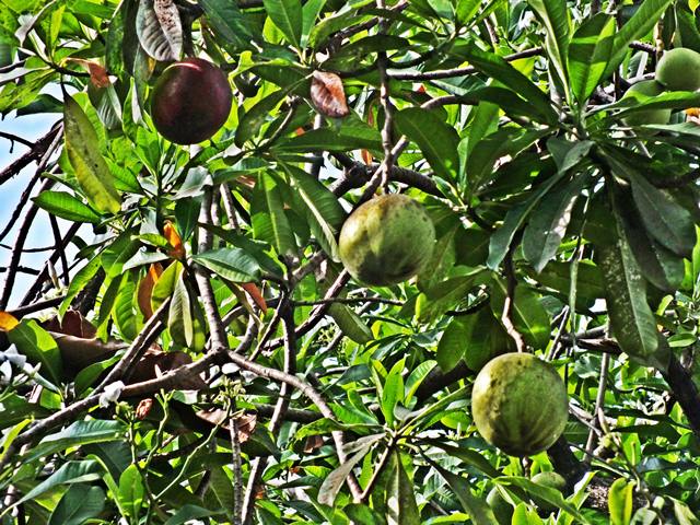 jual pohon bintaro 3