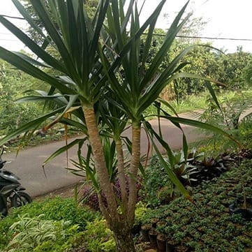Jual Pohon Pandan Bali Tinggi 2-5 meter 10 jual pohon pandan bali