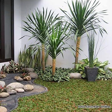 Jual Pohon Pandan Bali Tinggi 2-5 meter 9 jual pohon pandan bali