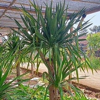 Jual Pohon Pandan Bali Tinggi 2-5 meter 8 jual pohon pandan bali