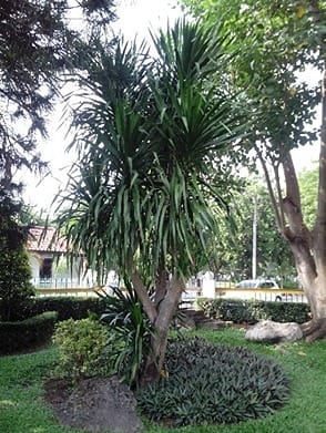 Jual Pohon Pandan Bali Tinggi 2-5 meter 7 jual pohon pandan bali