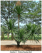 Jual Pohon Pandan Bali Tinggi 2-5 meter 6 jual pohon pandan bali