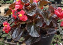 Jual Tanaman Hias Begonia Bali