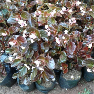 Jual Tanaman Hias Begonia Bali