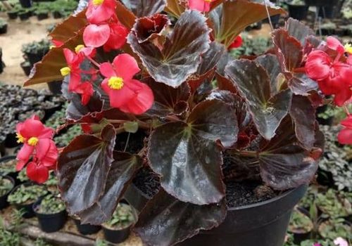 Jual Tanaman Hias Begonia Bali