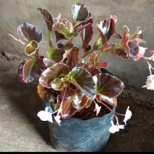 Jual Tanaman Hias Begonia Bali