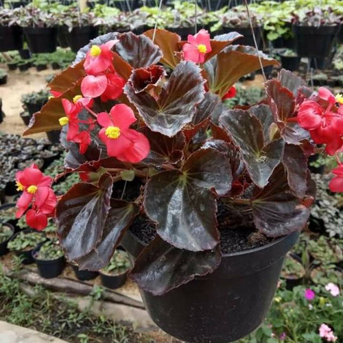 Jual Tanaman Hias Begonia Bali