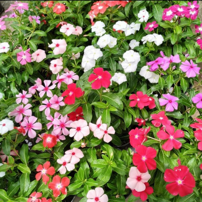 Tanaman Hias Vinca Grosir Petani Murah 2025 5 Tanaman Hias Vinca