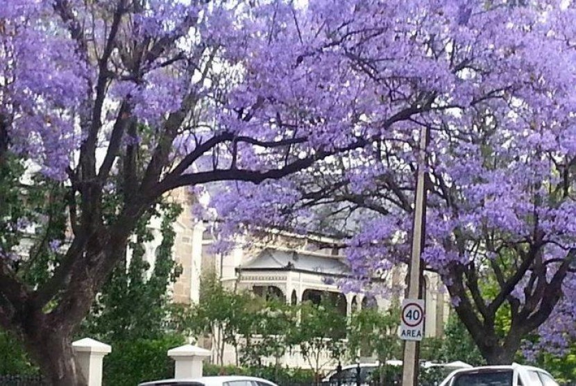 Jual Pohon Jacaranda Besar Tinggi Siap Tanam 2025 4 Jual Pohon Jacaranda 4
