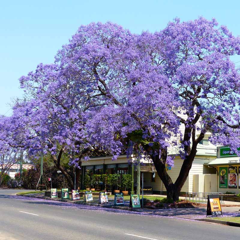 Jual Pohon Jacaranda Besar Tinggi Siap Tanam 2025 5 Jual Pohon Jacaranda Harga Murah