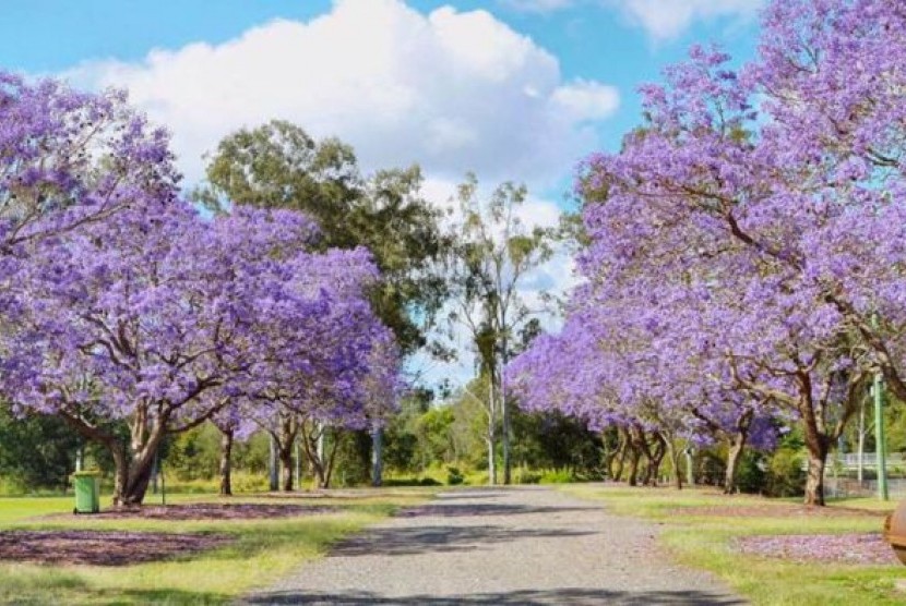 Jual Pohon Jacaranda Besar Tinggi Siap Tanam 2025 1 Jual pohon jacaranda 1