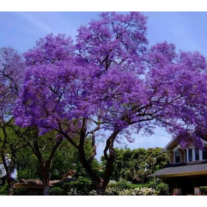 Jual Pohon Jacaranda Besar Tinggi Siap Tanam 2025 3 Jual pohon jacaranda 3