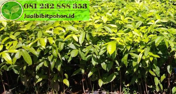 jual pohon mahoni