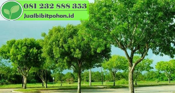 jual pohon mahoni