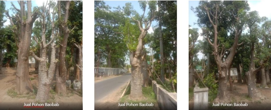Jual Pohon Baobab Premium – Unik & Estetik Terbaru 2025 6 jual pohon baobab