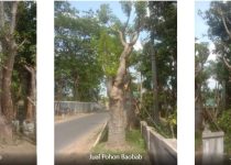 jual pohon baobab