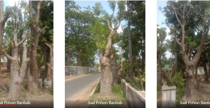 jual pohon baobab