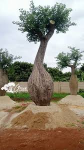 jual pohon botol bottle tree 1