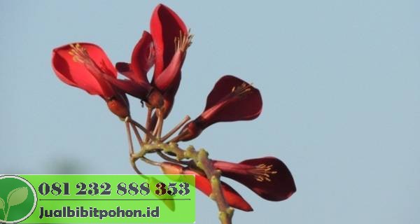 Jual Pohon Dadap Merah (2–4 m & 5 m) Promo Spesial 2025 5 jual pohon dadap merah