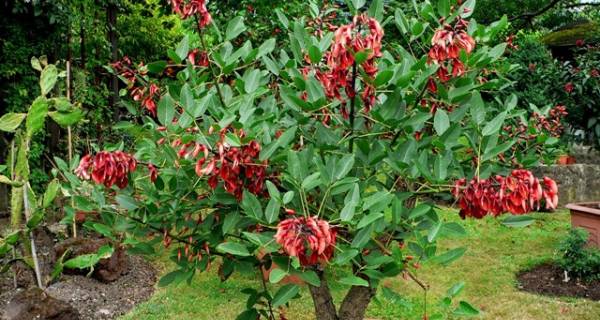 Jual Pohon Dadap Merah 2025 6 jual pohon dadap merah 10