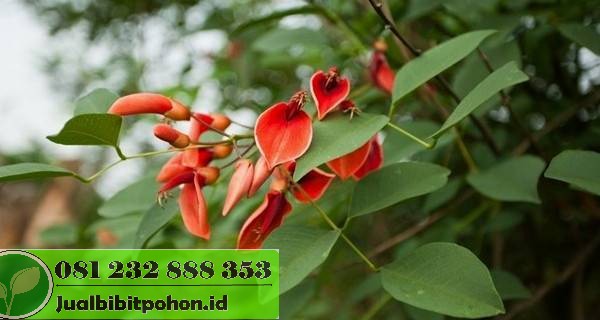 Jual Pohon Dadap Merah (2–4 m & 5 m) Promo Spesial 2025 4 jual pohon dadap merah