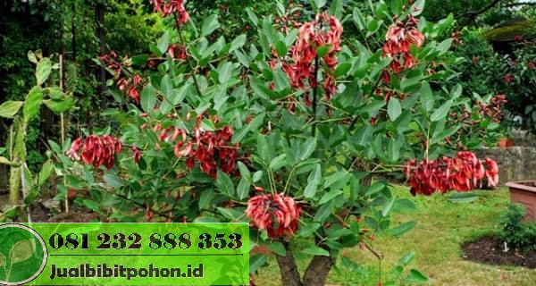 Jual Pohon Dadap Merah (2–4 m & 5 m) Promo Spesial 2025 1 jual pohon dadap merah
