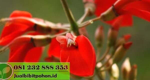 Jual Pohon Dadap Merah (2–4 m & 5 m) Promo Spesial 2025 2 jual pohon dadap merah