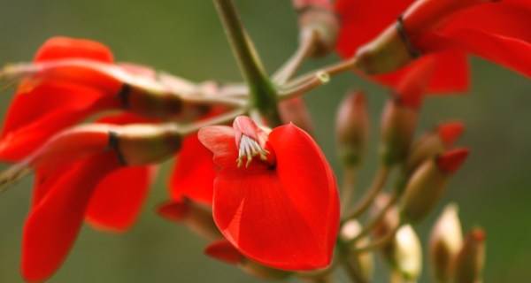 Jual Pohon Dadap Merah 2025 8 jual pohon dadap merah 6