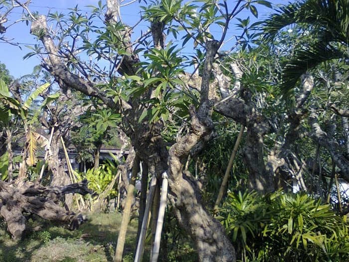 Jual Pohon Kamboja Fosil di Palu Untuk Proyek Taman & Penghijauan 2025 5 jual pohon kamboja fosil di palu