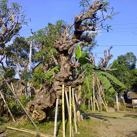 Jual Pohon Kamboja Fosil di Palu Untuk Proyek Taman & Penghijauan 2025 4 jual pohon kamboja fosil di palu
