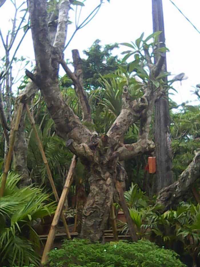 Jual Pohon Kamboja Fosil di Palu Untuk Proyek Taman & Penghijauan 2025 3 jual pohon kamboja fosil di palu