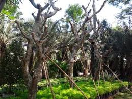 Jual Pohon Kamboja Fosil di Palu Untuk Proyek Taman & Penghijauan 2025 6 jual pohon kamboja 4