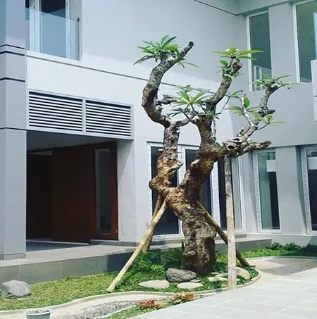 Jual Pohon Kamboja Fosil Di Banyuwangi Untuk Taman Landscape 2026 – Jual Pohon Kamboja Fosil Di Banyuwangi Untuk Taman Landscape 2026 Grosir Pohon Kamboja Fosil Fe3e0