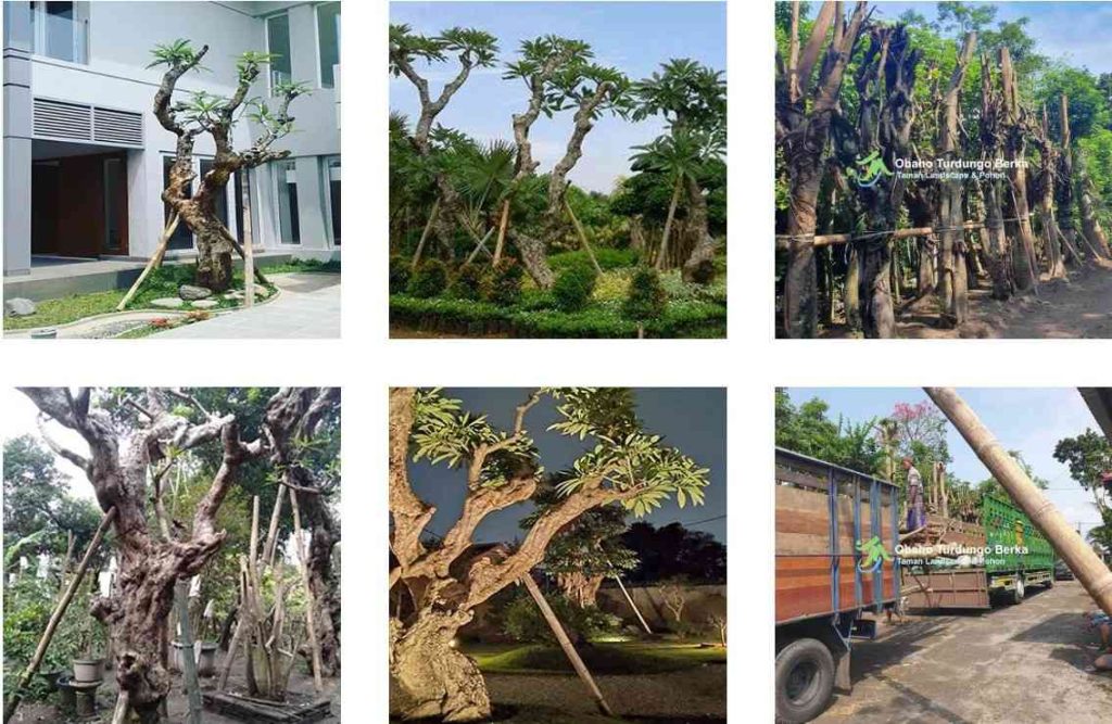Jual Pohon Kamboja Fosil Di Jambi Untuk Proyek Taman Landscape 2025 1 jual pohon kamboja fosil di jambi
