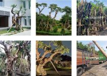 jual pohon kamboja fosil di jambi