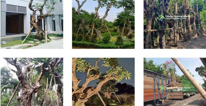jual pohon kamboja fosil di jambi