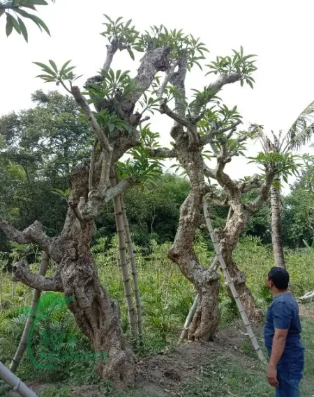 Jual Pohon Kamboja Fosil Di Mataram Untuk Taman Landscape 2026 – Jual Pohon Kamboja Fosil Di Mataram Untuk Taman Landscape 2026 Jual Pohon Kamboja Fosil Di Mataram Fe08d