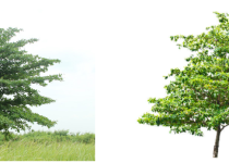 jual ketapang kencana di cilacap