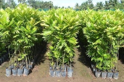 Jual Pohon Kiara Payung 2025 8 jual pohon kiara payung 3