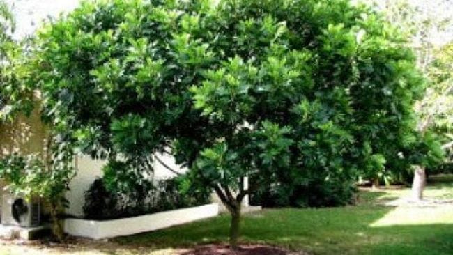 Jual Pohon Kiara Payung 2025 7 jual pohon kiara payung 4