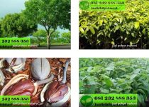 jual pohon mahoni