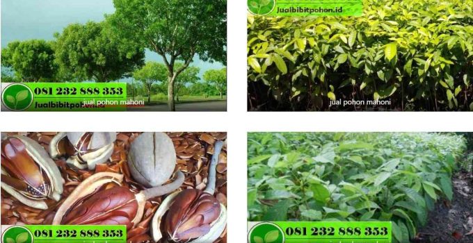 jual pohon mahoni