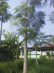 Jual Pohon Moringa Africa Besar 2025 1 jual pohon moringa africa 1