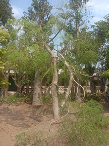 Jual Pohon Moringa Africa Besar 2025 2 jual pohon moringa africa 2